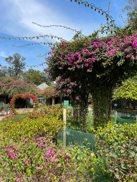 Image of pink flowering bougainvillea climbing vine growing over metal pergola frame, heart-shaped, living archway spanning footpath, paved footpath, focus on foreground Stock photo showing pink flowering bougainvillea climbing vine growing over metal pergola frame and heart shaped, archway spanning a footpath over a garden path in the free to enter landscaped public park of Lodhi Gardens home to the mausoleums of Mohammed Shah and Sikander Lodhi. lodi gardens stock pictures, royalty-free photos & images