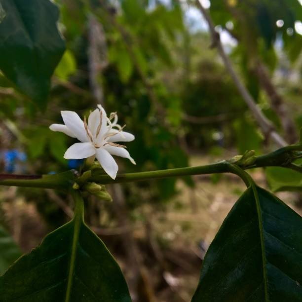 istock The Coffee Plant Flower 1477421168