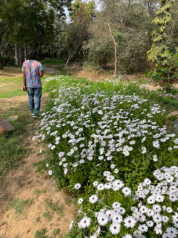 Stock photo showing a large group of osteospermum plants growing in India, where they are enjoying the year-round warm weather.