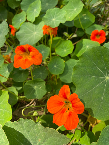 Stock photo showing close-up, view of some annual orange nasturtium flowers that have been planted as companion plants, so that they will act as a 'trap crop'.