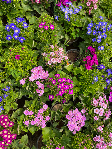 Stock photo showing the colourful pink daisy flowers on bushy cineraria plants (Pericallis x hybrida), which belong to the 'aster' family. They can be used as attractive summer bedding in gardens, although many people prefer to grow them in flower pots, as specimen house plants on a sunny windowsill.
