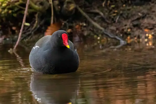 Love a photo with a little bit of red. Moorhens (Gallinula chloropus) are blackish with a red and yellow beak and long, green legs. Queensmere Pond, Wimbeldon, London, United Kingdom.