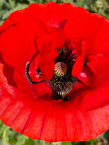 Stock photo showing close-up view of the red flower head of a poppy (Papaver rhoeas) in a sunny flowerbed.