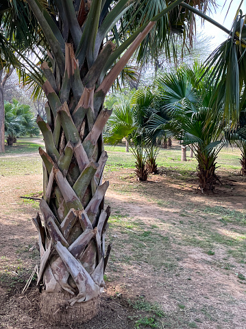 Stock photo showing close-up view of public garden lawn planted with cabbage palms (Sabal palmetto). This tropical tree is also known as the  blue palmetto, cabbage palmetto, Carolina palmetto, Garfield's tree, sabal palm or swamp cabbage.