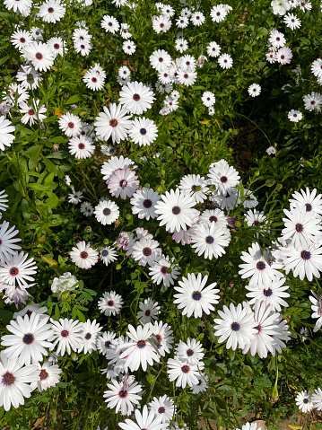 Stock photo showing elevated view of a large group of osteospermum plants growing in India, where they are enjoying the year-round warm weather.