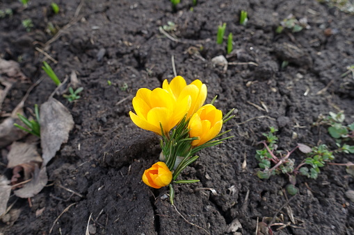 A group of four amber yellow flowers of crocuses in February