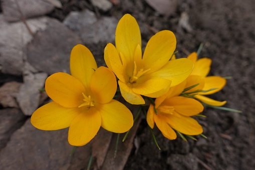 Close shot of four amber yellow flowers of crocuses in March