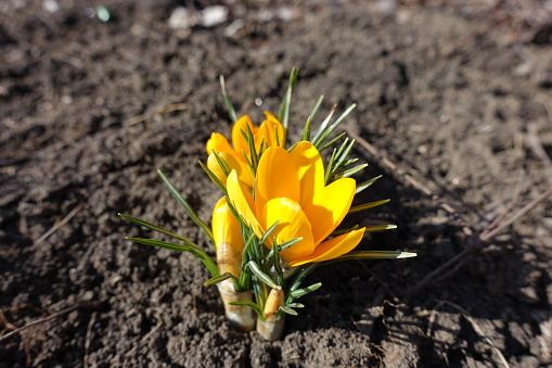 Closed buds and yellow flowers of crocuses in February