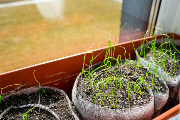istock Modern technology for germinating seedlings in polyethylene foam rolls. Growing onion sprouts from seeds on a windowsill in spring. Preparing for the gardening season 1477425008