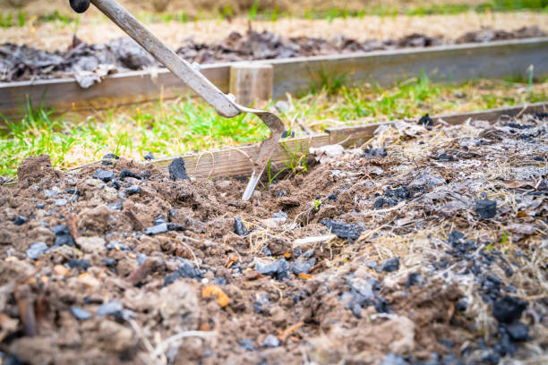 istock Mixing vegetable garden soil with charcoal in spring. Plowing garden beds with a flat cutter with the addition of wood ash. Beginning of the gardening season 1477425266
