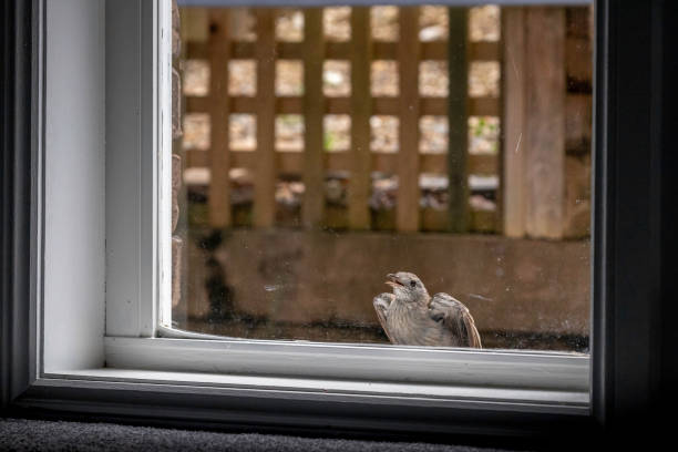 istock Grey Shrike-thrush (Colluricincla harmonica) juvenile at a window, Narooma, NSW, January 2023 1477427312