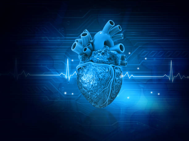 istock Human heart anatomy 1477427611