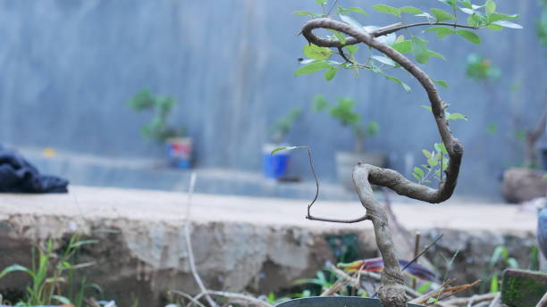 istock Bonsai ornamental plants in the yard 1477428897