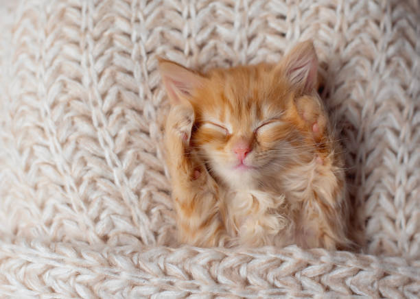 istock Cute little red kitten sleeps on fur white blanket 1477429938