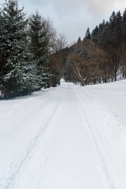 Snow covered road with forest on the background stock photo