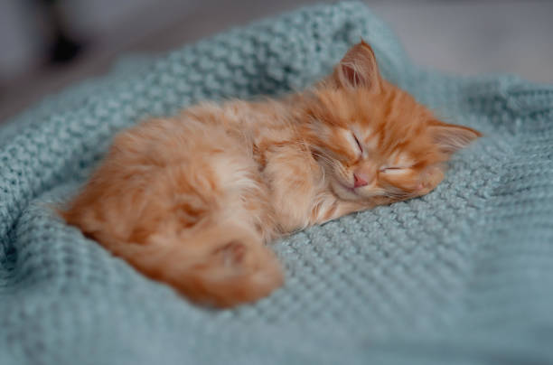 istock Cute little red kitten sleeps on fur blanket 1477433682