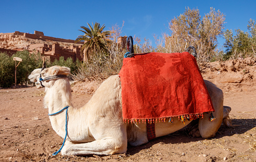 white camel sitting- ait Benhaddou in Morocco