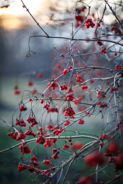 istock Viburnum bush with red berries. 1477439583