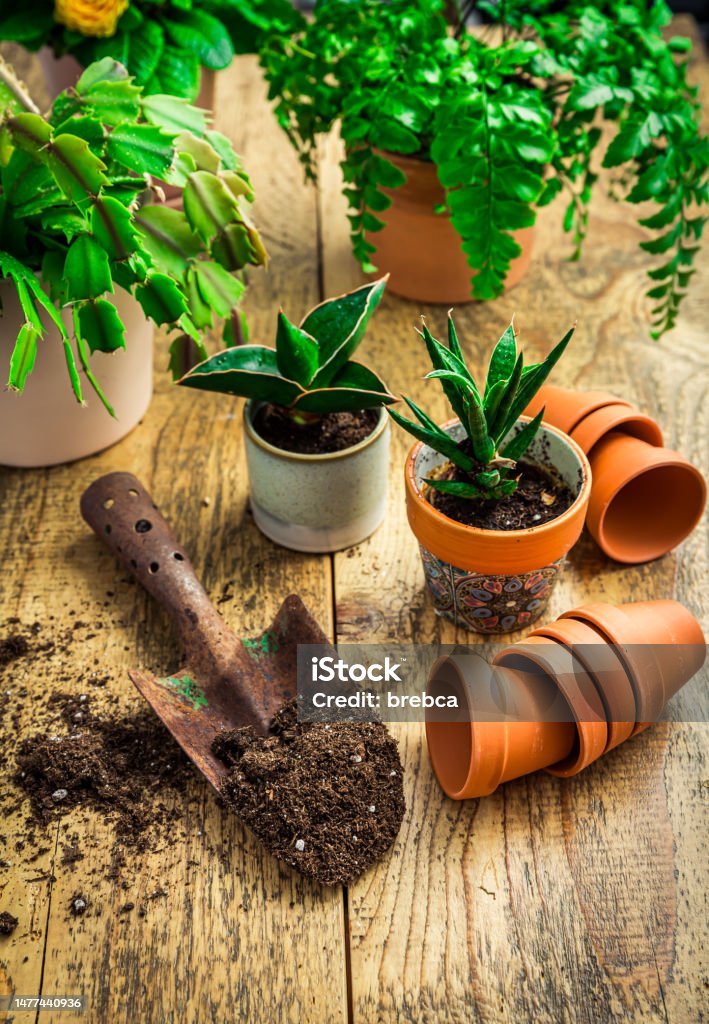 Spring gardening concept - gardening tools with plants, flowerpots and soil Plant Stock Photo