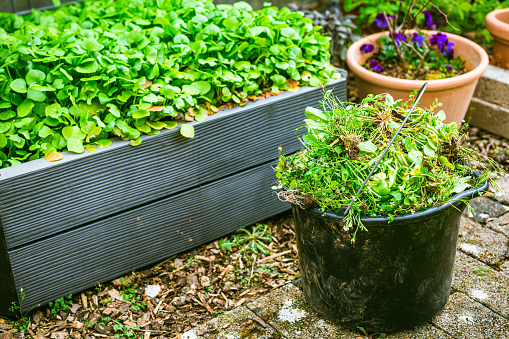 Removing weeds in garden - bucket full of weeds, gardening concept