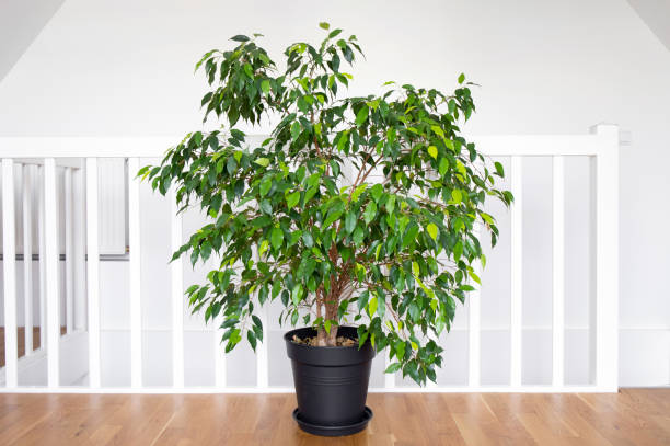 Beautiful lush houseplant Ficus benjamina, commonly known as weeping fig, benjamin fig or ficus tree growing in modern white home room. stock photo