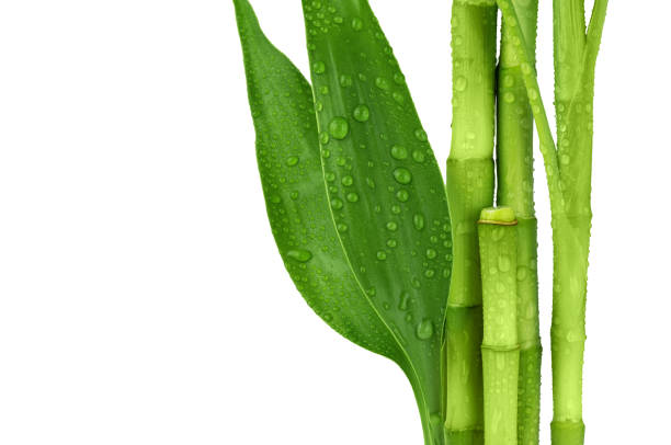 istock Branches of bamboo isolated on white background. 1477445964