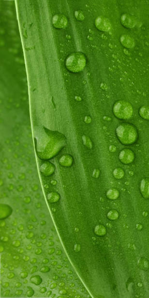 istock Beautiful green leaf with water drops closeup. 1477445984