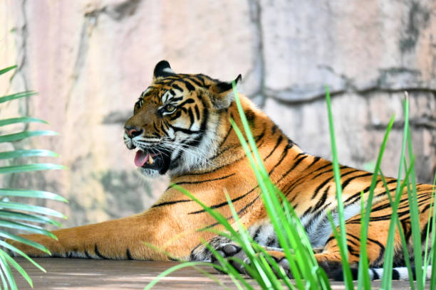 istock Portrait of a tiger 1477446806