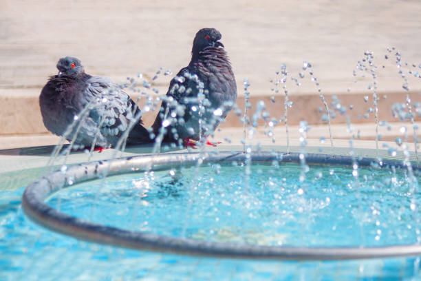 Pigeons near the fountain . Birds and splashing water