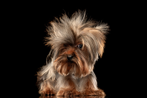 timid little yorkshire terrier puppy looking to side and standing in front of black background