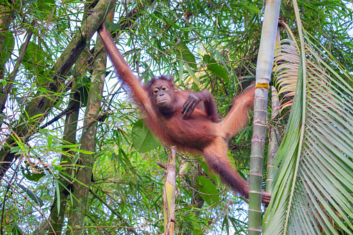 Orangutan in the forest on the island. Malaysia