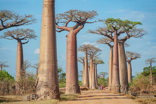 Alley of baobabs against the blue sky. Madagascar