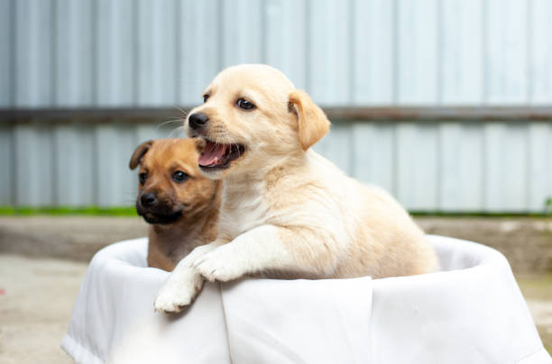 istock small cute dogs in the yard 1477450823