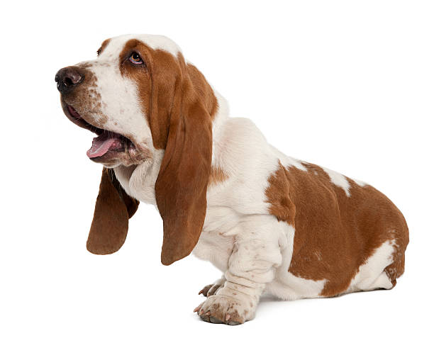 istock Basset Hound sitting in front of a white background 147745140