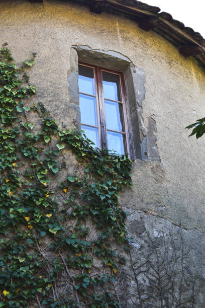istock a windows in the wall covered with wild plants. 1477453135