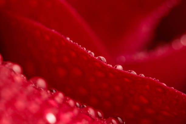 pétalas de rosa vermelha bonitas com gotículas de água como orvalho matinal - waterdroplets - fotografias e filmes do acervo