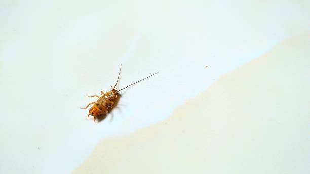 istock Dead baby cockroach on the floor. 1477453706