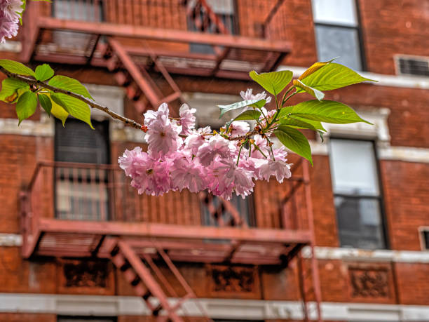 istock New York City, Cherry Blossoms 1477453965