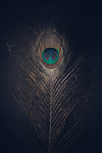 ostrich feather on dark stone background