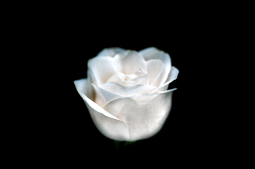 Close up of a single white rose against a black background. Copy space. The concept of mourning.  We remember, we mourn.