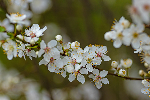 white blooming hawthorn flowers