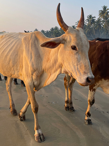 Stock photo showing cattle walking away from the sunset on a beach in Goa, India. These brown and white cows are malnourished and skeletal, with their ribcages visible, and have horns from their heads.