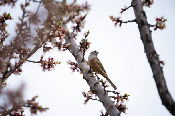 Rock bunting in Cherry tree in Blossoms