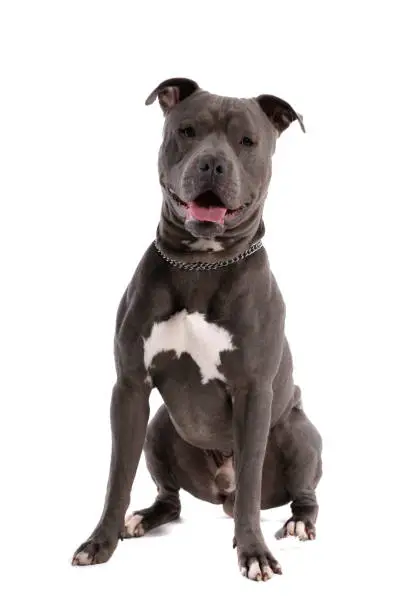 Picture of beautiful American Staffordshire Terrier dog sitting and sticking out tongue, wearing a leash at neck against white studio background