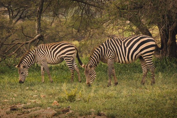 jeunes zèbres dans la brousse - zebra africa wildlife nature photos et images de collection