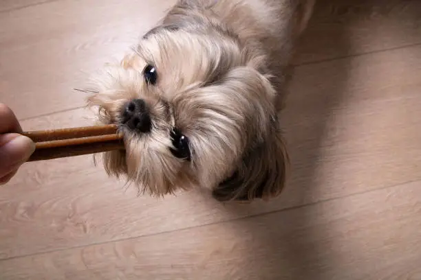 Picture of a Shih Tzu holding a teeth cleaning stick on the floor