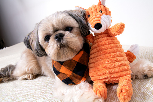 photo of a small breed of Shih Tzu dog lying next to his toy and looking into the camera