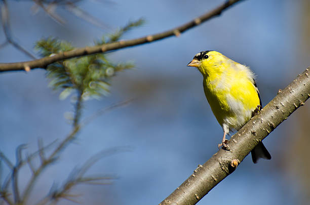 istock Male Goldfinch Perched in a Tree 147745955