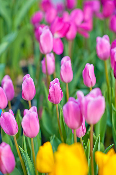 Tulip stock photo