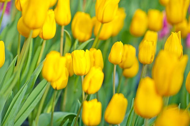 Tulip stock photo